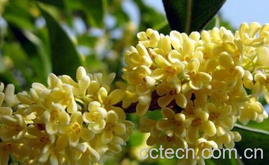 鲜桂花能直接泡水喝吗 鲜桂花怎么处理才能泡水喝-0