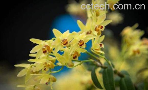 吃石斛花要注意什么 石斛花泡水喝的禁忌-1