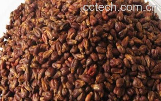 葡萄籽怎么吃 葡萄籽怎么食用-1