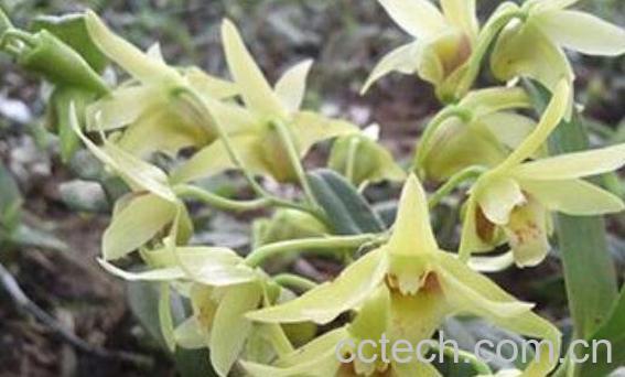 铁皮石斛花的功效与作用 铁皮石斛花有什么作用-0