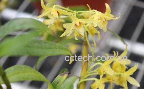 铁皮石斛花的功效与作用 铁皮石斛花有什么作用-1