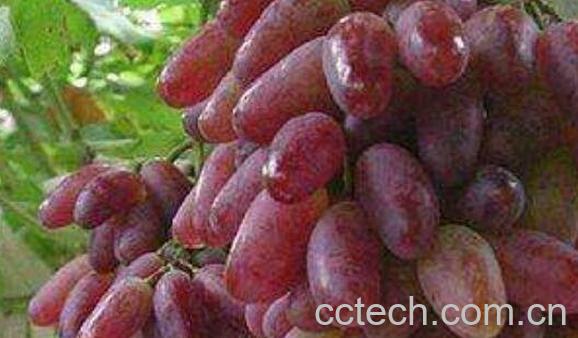 无籽葡萄怎么来的 无籽葡萄对身体有害吗-0