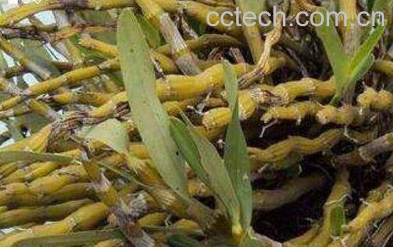 铜皮石斛怎么吃 铜皮石斛的功效-0