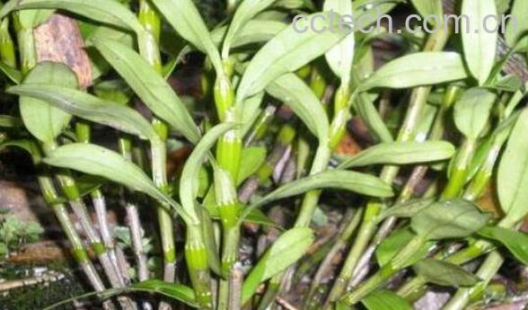 铜皮石斛怎么吃 铜皮石斛的功效-1