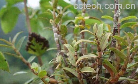 石斛的功效有哪些 食用石斛的好处介绍-0