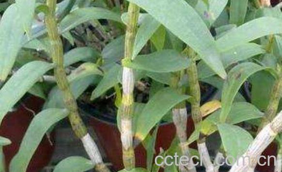 石斛的功效有哪些 食用石斛的好处介绍-1