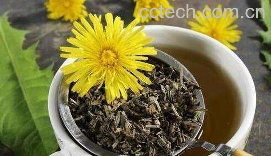 蒲公英茶的功效与作用 喝蒲公英茶的禁忌-0