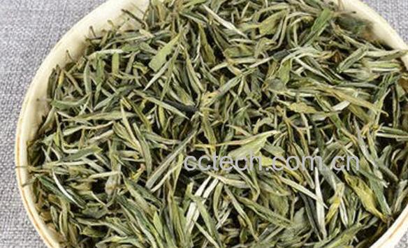 松针绿茶的功效与作用 松针绿茶怎么喝-1