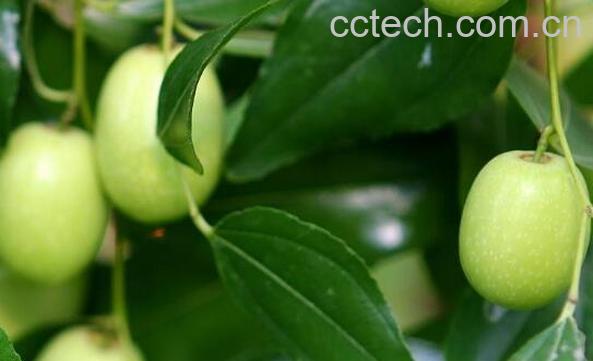 青枣叶的功效与作用-0