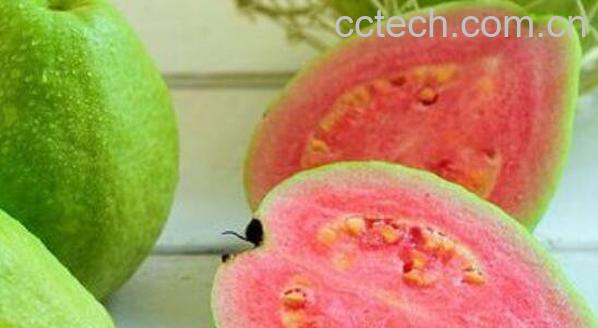 番石榴怎么吃 番石榴的吃法图解教程-0