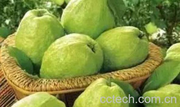 番石榴怎么吃 番石榴的吃法图解教程-1