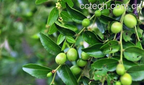 青枣叶的功效与作用-1