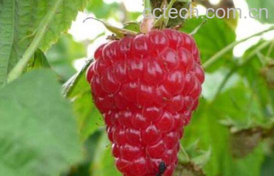 树莓的作用与副作用 树莓的食用禁忌-1