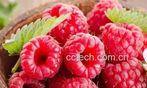 树莓的作用与副作用 树莓的食用禁忌-0