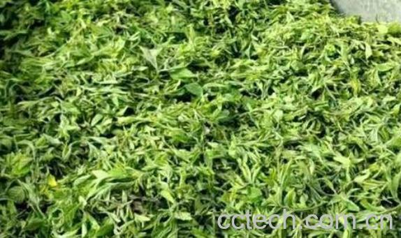 甘枣叶的功效与作用-0