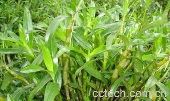 马鞭石斛怎么吃 马鞭石斛的食用方法-0