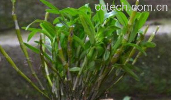 马鞭石斛怎么吃 马鞭石斛的食用方法-1