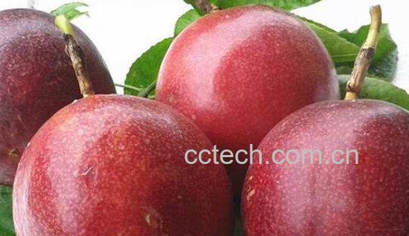 孕妇可以吃百香果吗 孕妇吃百香果有什么好处-0