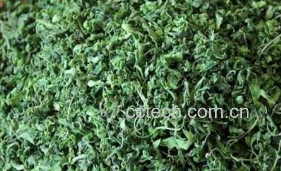 枣叶炒茶的功效与作用及禁忌-1