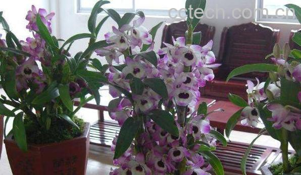 金钗石斛泡水喝有什么功效-0