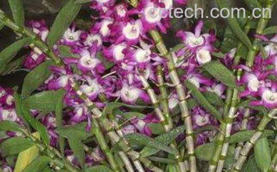 金钗石斛泡水喝有什么功效-1