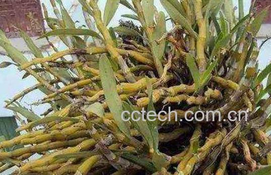 铜皮石斛的功效与作用-0