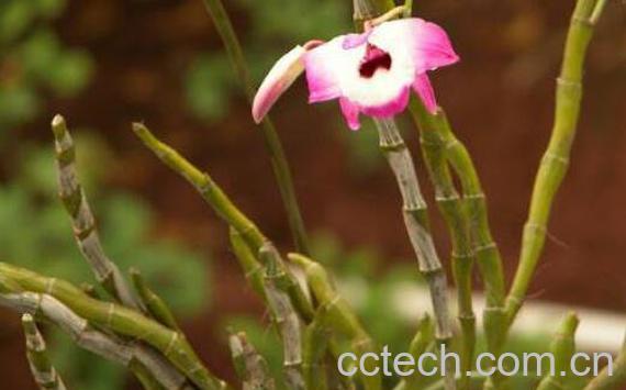 铜皮石斛的功效与作用-1