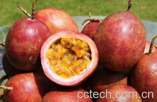 百香果的功效与作用 百香果的食用禁忌-0