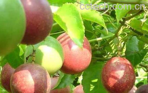 百香果的功效与作用 百香果的食用禁忌-1