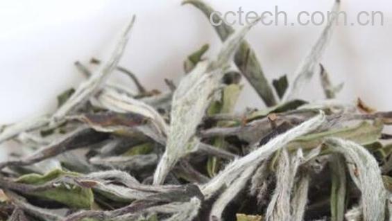 月光白茶的功效与作用 月光白茶是什么茶-0