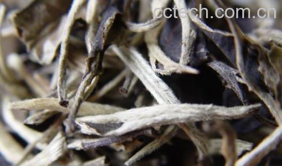 月光白茶的功效与作用 月光白茶是什么茶-1