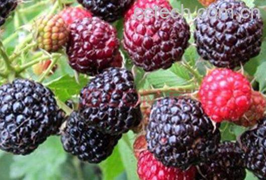 黑树莓的功效与作用-0