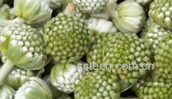 雪里花的功效与作用 雪里花的副作用-0