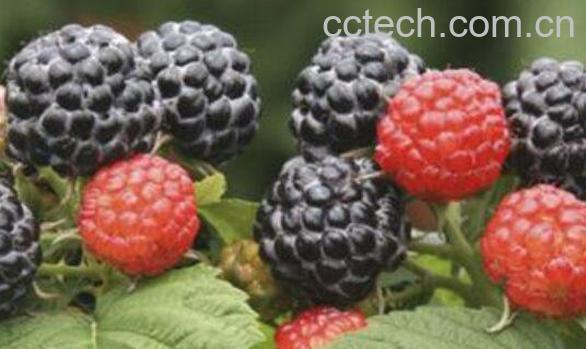黑树莓的功效与作用-1