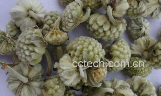 雪里花的功效与作用 雪里花的副作用-1