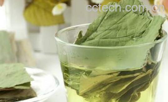 荷叶减肥茶的功效与作用及禁忌-0