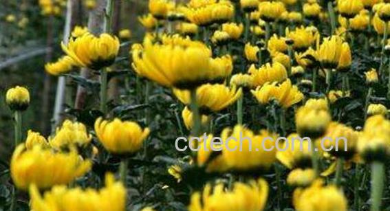 早小菊的功效与作用 早小菊怎么食用-0