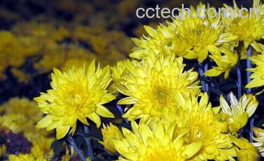 早小菊的功效与作用 早小菊怎么食用-1