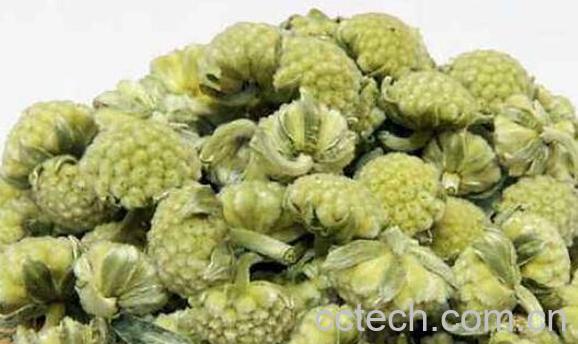 绿萝花泡水喝的副作用与禁忌-1