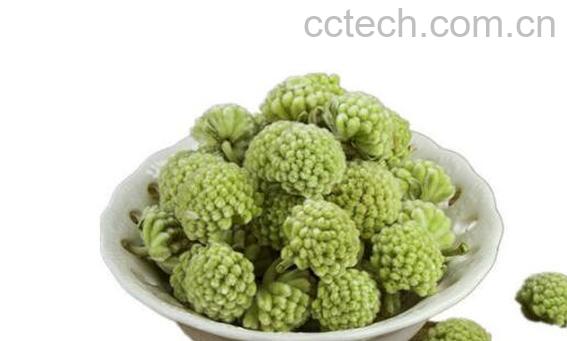 绿萝花茶的功效与作用 绿萝花茶哪些人不能喝-0