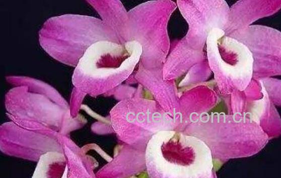 石斛兰的养殖方法 石斛兰的种植方法-0