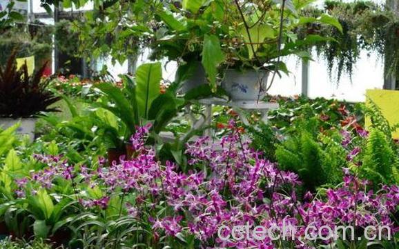 石斛兰的养殖方法 石斛兰的种植方法-1