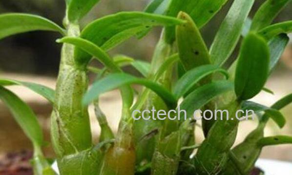 石斛怎么吃最好 什么人不适合吃石斛-1