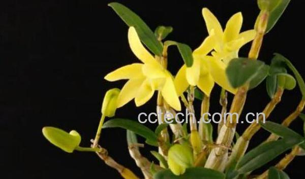 石斛怎么吃最好 什么人不适合吃石斛-0