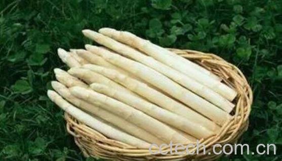 白芦笋茶的功效与作用-1