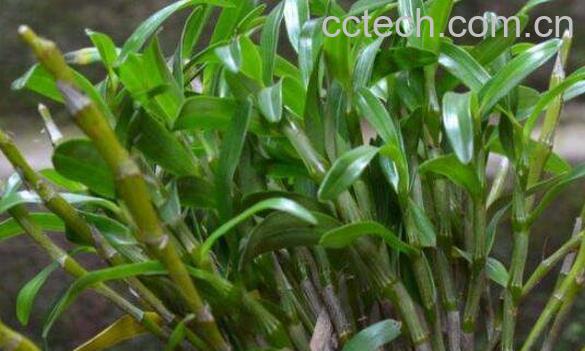 金钗石斛花泡水的方法-0