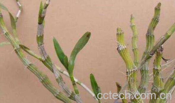 金钗石斛花泡水的方法-1