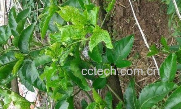 百香果叶子的功效与作用-1