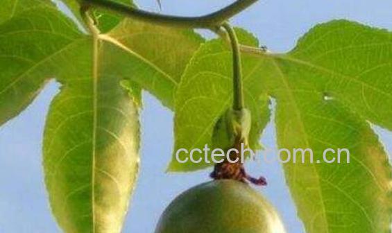 百香果叶子的功效与作用-0