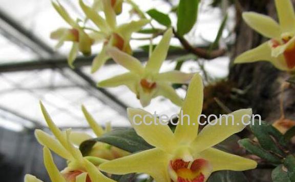 铁皮石斛花怎么吃 铁皮石斛花的食用方法-1